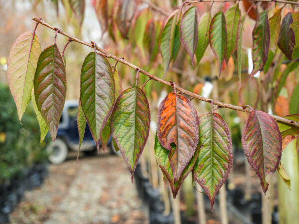 <i>Prunus serrulata</i> 'Shimidsu-sakura' - Image 21