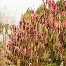 Prunus serrulata 'Shimidsu-sakura' saplings in autumn, showing vibrant red and green foliage. Young flowering cherry trees for sale.