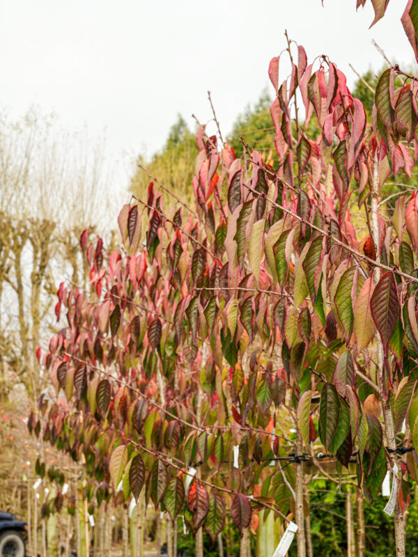<i>Prunus serrulata</i> 'Shimidsu-sakura' - Image 22