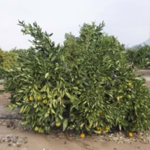Laden Citrus mandarin 'Silverhill' tree in an orchard, showcasing its vibrant green leaves and ripening fruit.