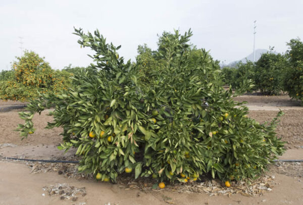 <i>Citrus reticulata</i> 'Silverhill' - Image 2