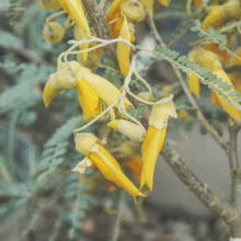 Golden Sophora molloyi 'Dragon's Gold' blooms. Bright yellow, tubular flowers hang from the branches with fern-like leaves.