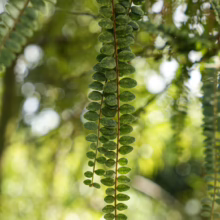 Trailing Sophora godleyi 'Goldie's Mantle' showing cascading strands of small, rounded green leaves, perfect for adding texture to gardens.