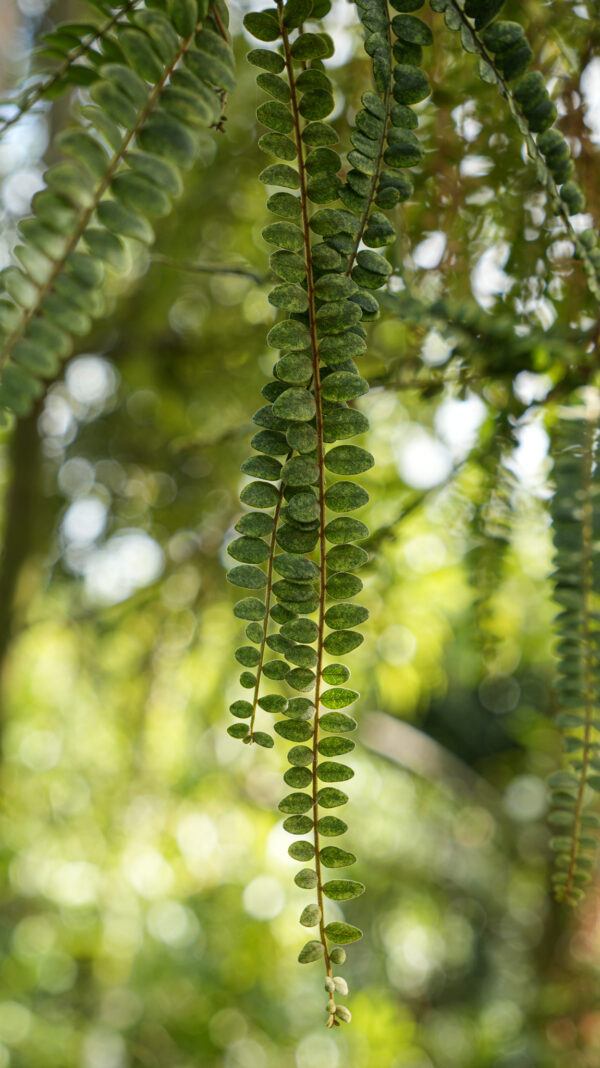 <i>Sophora godleyi</i> 'Goldie's Mantle' - Image 3