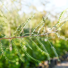 Sophora microphylla branch with delicate, small green leaves, showcasing its fine texture and airy appearance.