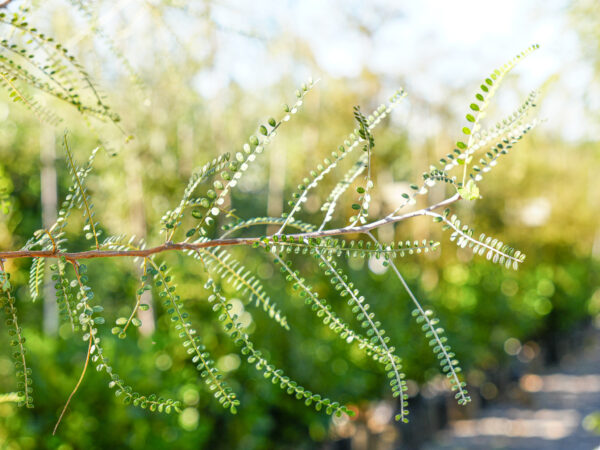 <i>Sophora microphylla</i> - Image 8