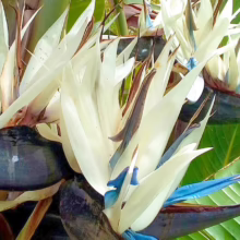 Strelitzia nicolai close-up: striking white petals and vibrant blue accents against dark bracts and lush green foliage.