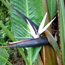 Strelitzia nicolai flower, white petals emerge from a dark blue-black bract, amidst large green leaves.