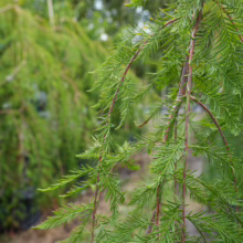 Taxodium distichum ‘Cascade Falls’ close-up; weeping branches with soft, needle-like green foliage cascade down.