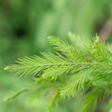 Taxodium distichum ‘Cascade Falls’ close-up: cascading, feathery, light-green foliage on a weeping branch