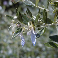 Teucrium fruticans branch with silver-green leaves and pale blue, delicate flowers. Buds are visible, promising more blooms.