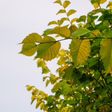 Golden Elm (Ulmus 'Louis van Houtte') leaves, showcasing vibrant green and yellow foliage against a bright sky.