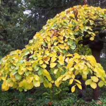 Ulmus glabra ‘Pendula’: Weeping elm tree with cascading branches and vibrant yellow leaves, adding graceful beauty to any landscape