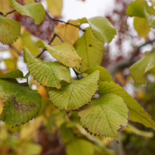 Green and yellow leaves of Ulmus glabra ‘Pendula’ on a branch, showing textured foliage.
