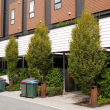 Carpinus betulus 'Fastigiata' trees lining a modern townhouse complex with green foliage and tidy landscaping.