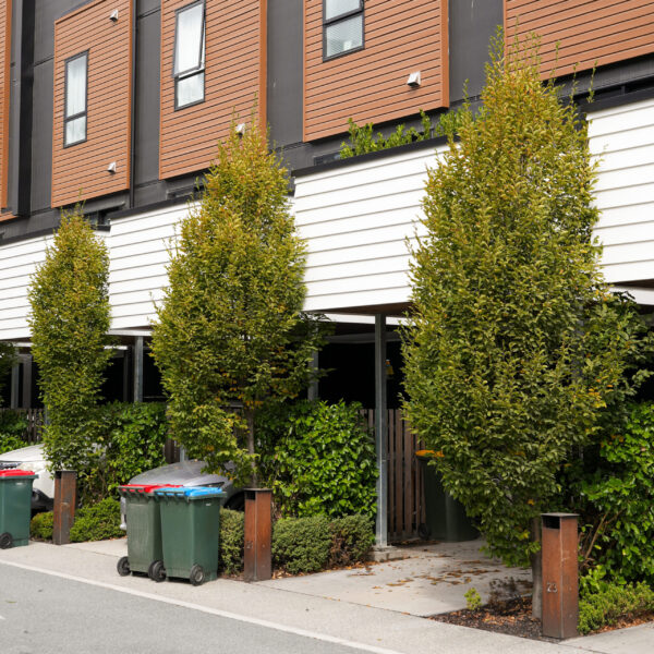 Carpinus betulus 'Fastigiata' - Image 2
