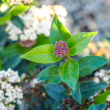 Viburnum tinus 'Eve Price' buds, pink and clustered, amid green leaves. Evergreen shrub detail.