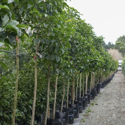 Row of young Meyer lemon trees in black grow bags, with lush green foliage and sturdy trunks, lined up on a gravel path.