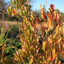 Acer caudatifolium ‘Summer Surprise’ with vibrant fall foliage—leaves transition from green to orange and red, adding seasonal color to the garden