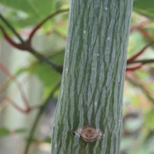 Acer caudatifolium 'Summer Surprise' trunk: Smooth, green bark with subtle vertical striations and a small branch scar