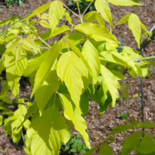 Acer negundo 'Kelly's Gold' bright gold foliage. A vibrant deciduous tree with compound leaves, adding a sunny pop to any garden.