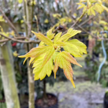 Acer negundo ‘Kelly’s Gold’ sapling with vibrant gold-yellow leaves and reddish accents, showcasing its colorful spring foliage.