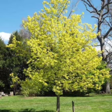 Acer negundo 'Kelly's Gold' tree with bright yellow foliage, standing in a green lawn under a blue sky.