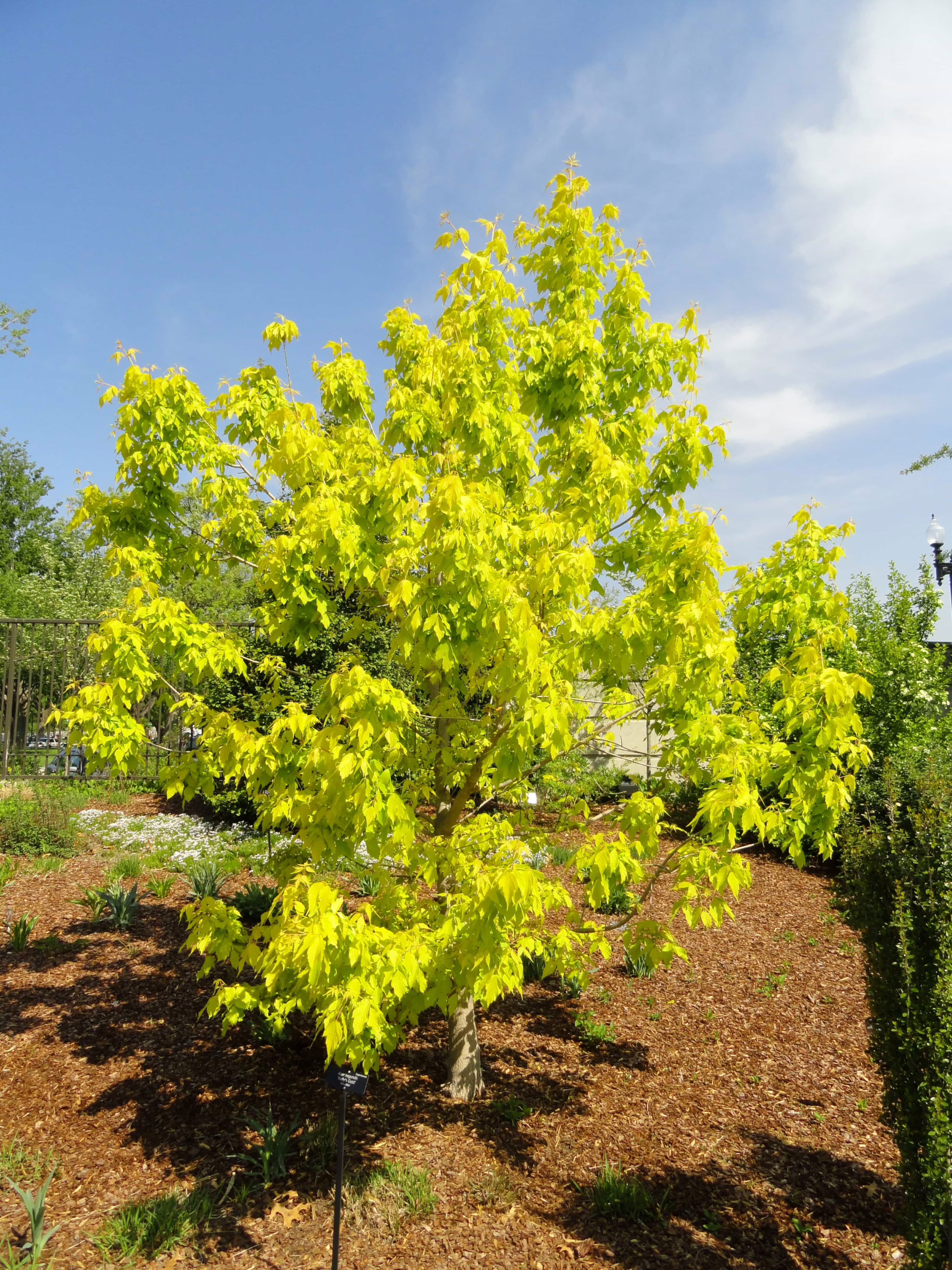 Acer negundo 'Kelly's Gold' tree with vibrant golden foliage, adding a bright splash of color to the garden