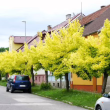Acer negundo 'Kelly's Gold' trees lining a street, their bright yellow foliage creating a vibrant, sunny canopy above parked cars and houses.