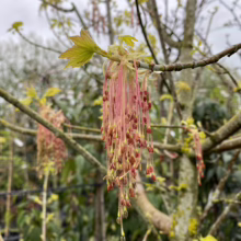 Acer negundo 'Kelly's Gold' branch: new green leaves and dangling pink-yellow flowers against a blurred background.