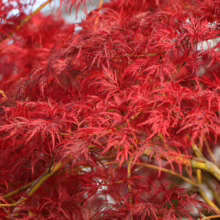 Acer palmatum var. dissectum 'Emerald Lace' with striking red, lacy foliage. A vibrant Japanese Maple specimen.