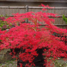 Acer palmatum 'Emerald Lace' with vibrant red foliage cascading down in a pot, creating a stunning Japanese maple display