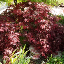 Acer palmatum var. dissectum 'Pendulum Julian' with cascading, finely dissected deep red foliage, adding grace to any garden