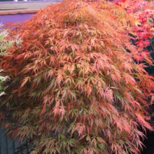 Acer palmatum 'Pendulum Julian' with cascading, lace-like foliage in shades of red, orange, and green, displayed in a black container