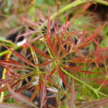 Acer palmatum 'Pendulum Julian' with finely dissected, red-tinged leaves and delicate green veins, creating a weeping, graceful form.