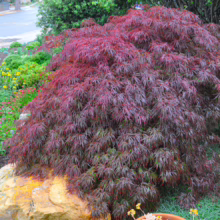 Acer palmatum var. dissectum 'Tamukeyama': Weeping Japanese Maple with cascading, finely dissected deep red leaves in a garden setting.