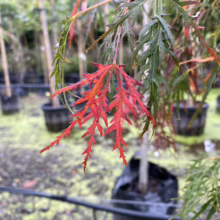 Acer palmatum var. dissectum 'Viridis' close-up: Lacy green and red leaves on a young, potted weeping Japanese maple.