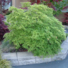 **Green Acer palmatum var. dissectum 'Viridis' cascading over a stone planter. A beautiful, weeping Japanese maple with delicate, lacy foliage. **