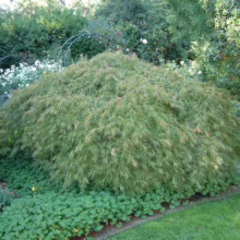 Acer palmatum var. dissectum 'Viridis': A graceful, cascading green Japanese maple with finely dissected leaves, creating a lush, weeping form in the garden.