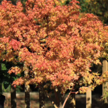Acer palmatum 'Fjellheim' in a blue pot. The Japanese maple boasts vibrant orange and red foliage, creating a stunning display.