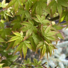 Acer palmatum 'Hanami-nishiki' leaves: vibrant green with distinctive red-tinged edges, showcasing its unique foliage