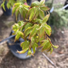 Acer palmatum 'Hanami-nishiki' leaves: New growth emerges light green with striking reddish-pink edges, adding vibrant color to this Japanese maple.