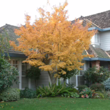Acer palmatum 'Katsura' Japanese Maple tree with vibrant golden-orange fall foliage in a garden setting.
