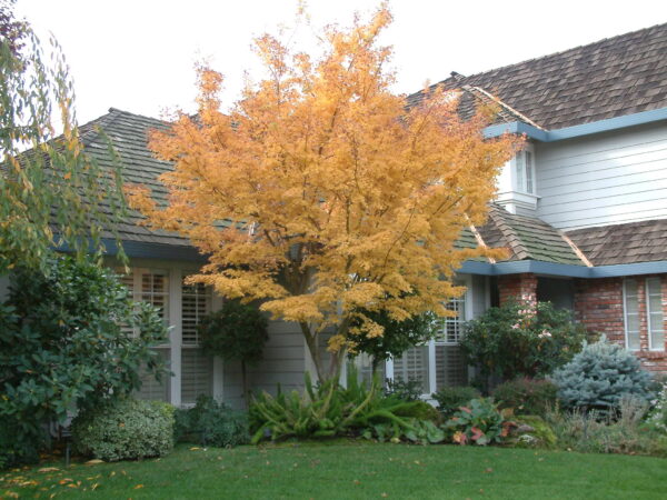 Acer palmatum 'Katsura' (Japanese Maple) Autumn Colour
