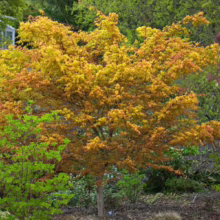 Acer palmatum 'Katsura' Japanese Maple with vibrant yellow-orange foliage, showcasing its elegant form and seasonal color.