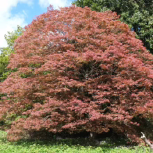 Acer palmatum 'Scolopendrifolium Atropurpureum' tree with vibrant red-purple foliage, creating a dense, rounded canopy in a garden setting.