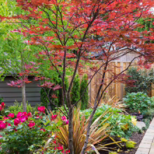 Acer palmatum 'Ō-kagami' with vibrant red leaves in a lush garden. This Japanese maple adds striking color to any landscape.