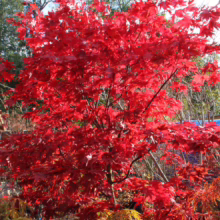Acer palmatum 'Ō-kagami' with vibrant red leaves, a stunning Japanese Maple showcasing brilliant fall color.