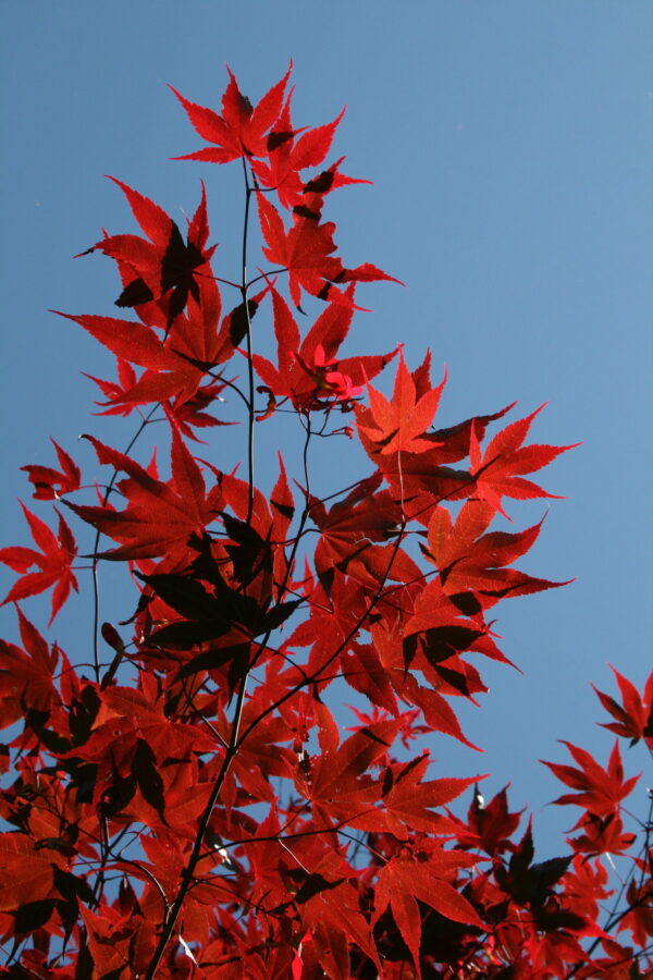 Acer palmatum 'Osakazuki' - Image 3