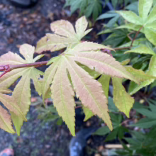 Acer palmatum 'Ōsakazuki' with vibrant green leaves, tinged with pink and red, showcasing its unique color transition